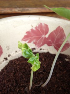 Kapok cotiledoni rotti