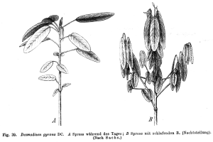 Desmodium gyrans