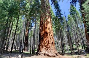 Sequoia gigante